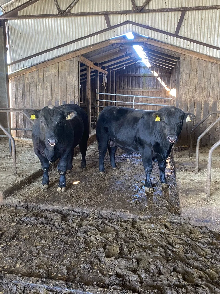 Pedigree Angus bulls - Image 2