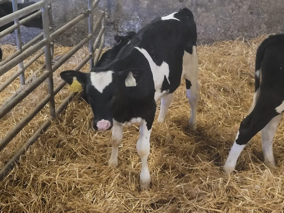 20   exceptional weaned Friesian Heifer  calves - Image 2