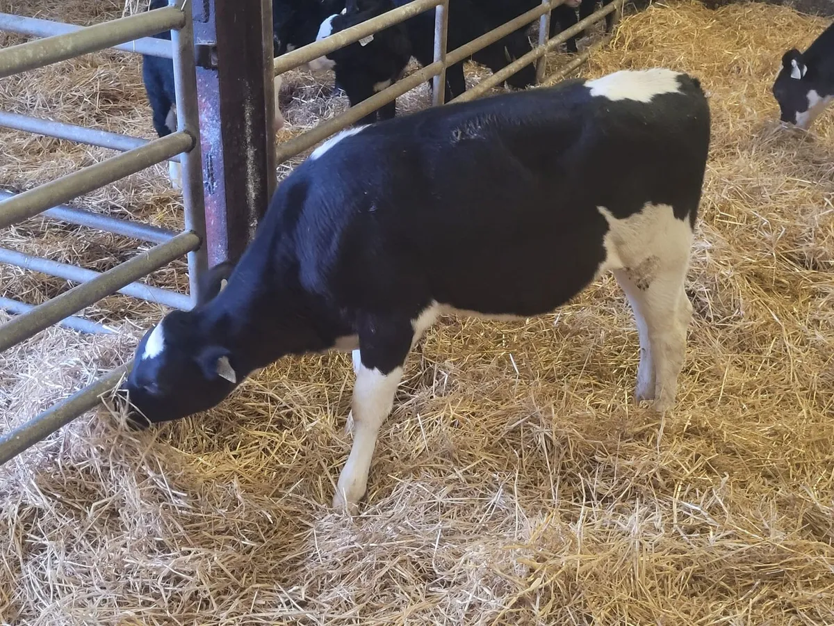 20   exceptional weaned Friesian Heifer  calves - Image 3