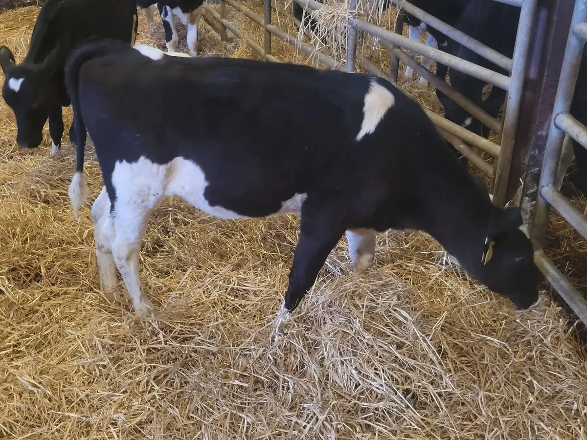 20   exceptional weaned Friesian Heifer  calves - Image 4