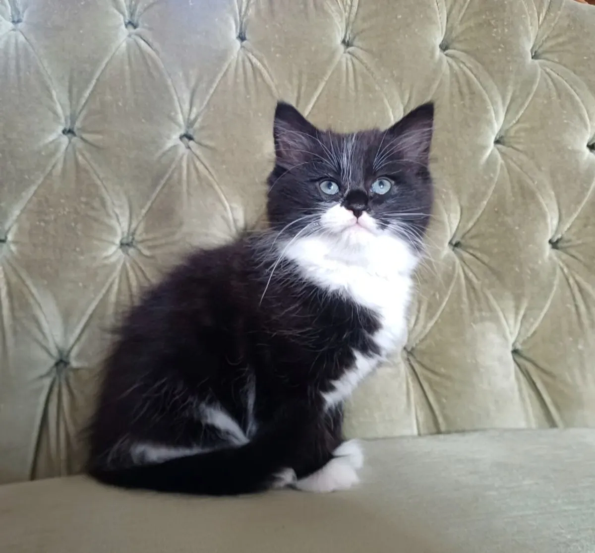 Lovely Fluffy Kittens (1 Reserved) - Image 3