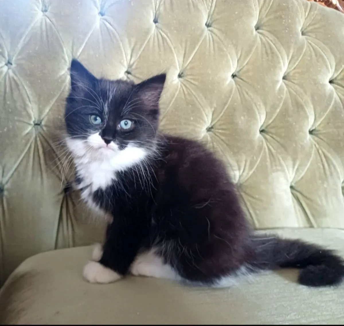 Lovely Fluffy Kittens (1 Reserved) - Image 2
