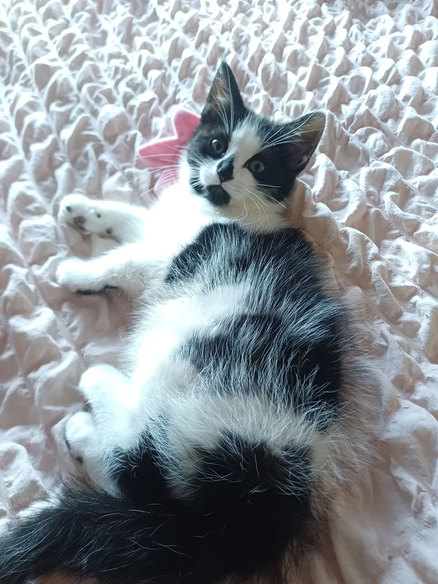 Lovely Fluffy Kittens (1 Reserved) - Image 4