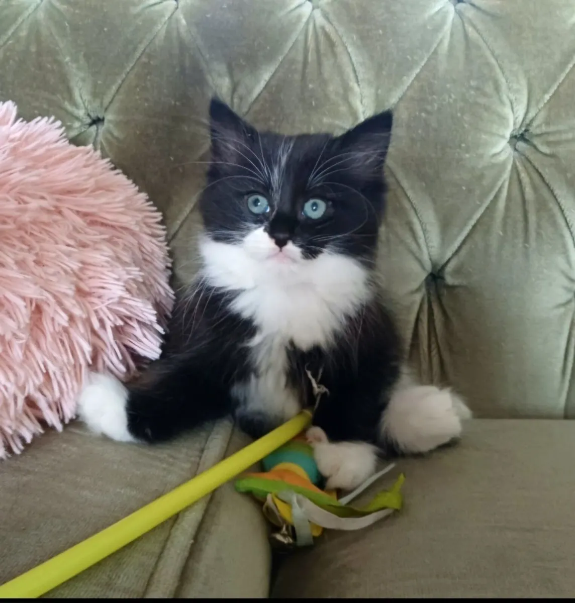 Lovely Fluffy Kittens (1 Reserved) - Image 1