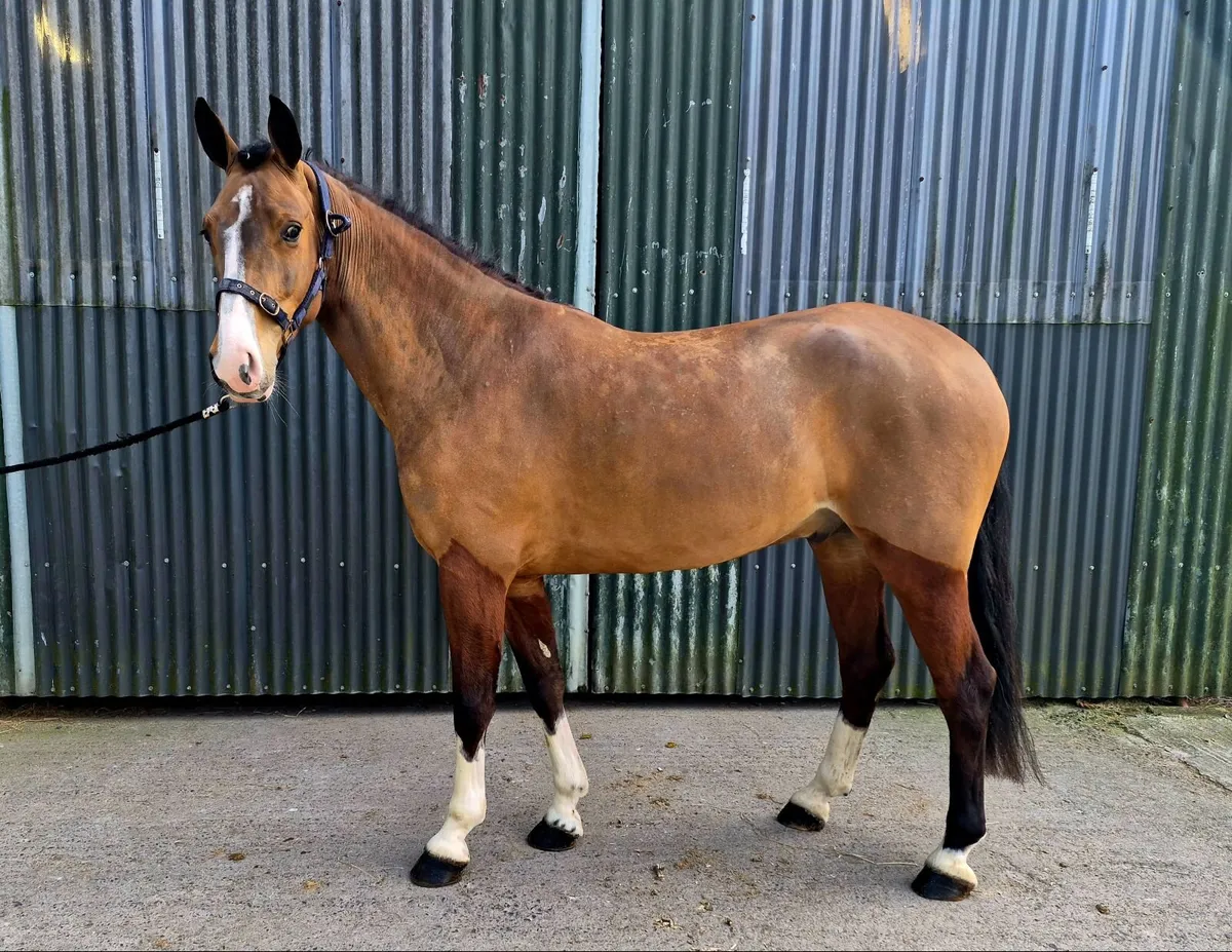 Jumping pony Goresbridge Wednesday - Image 3