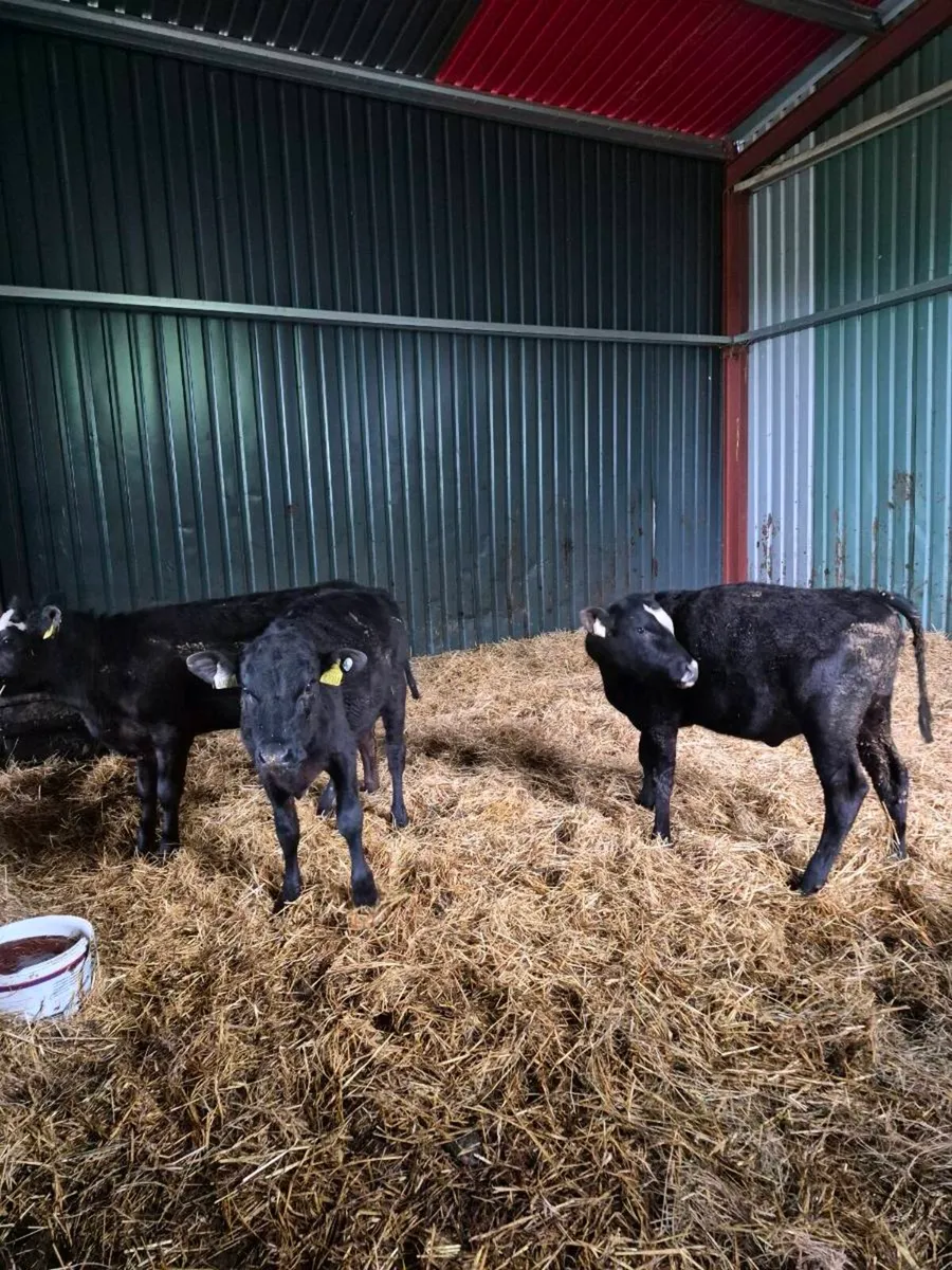 Angus Heifer weanlings - Image 3