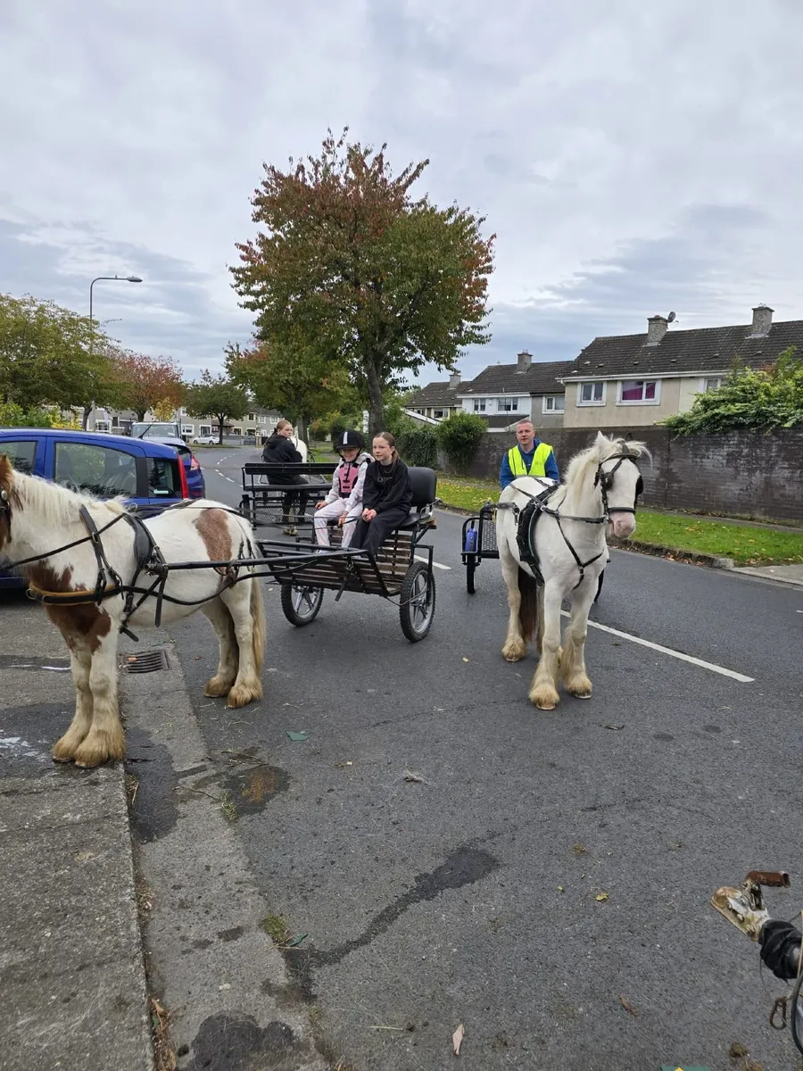 Horse - Image 1