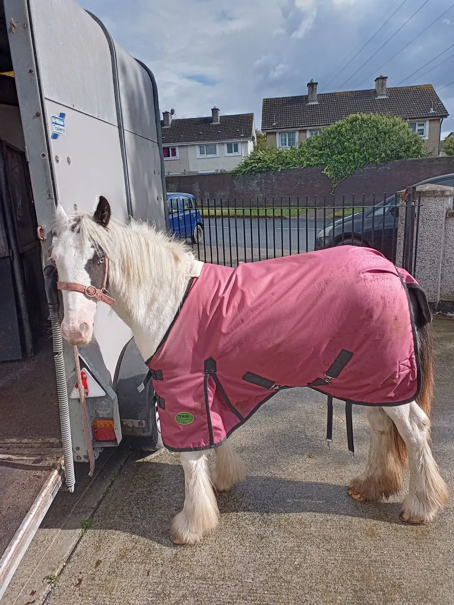 Horse - Image 2