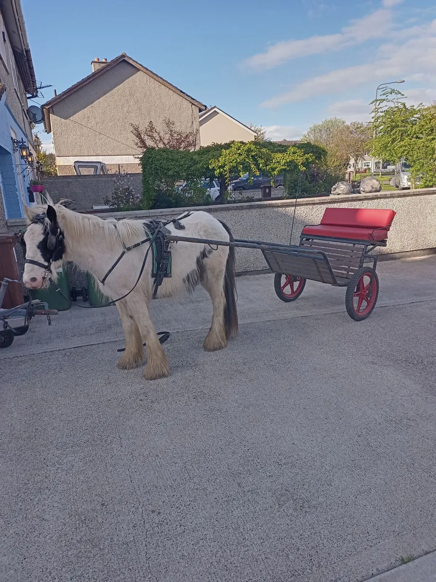 Horse - Image 4