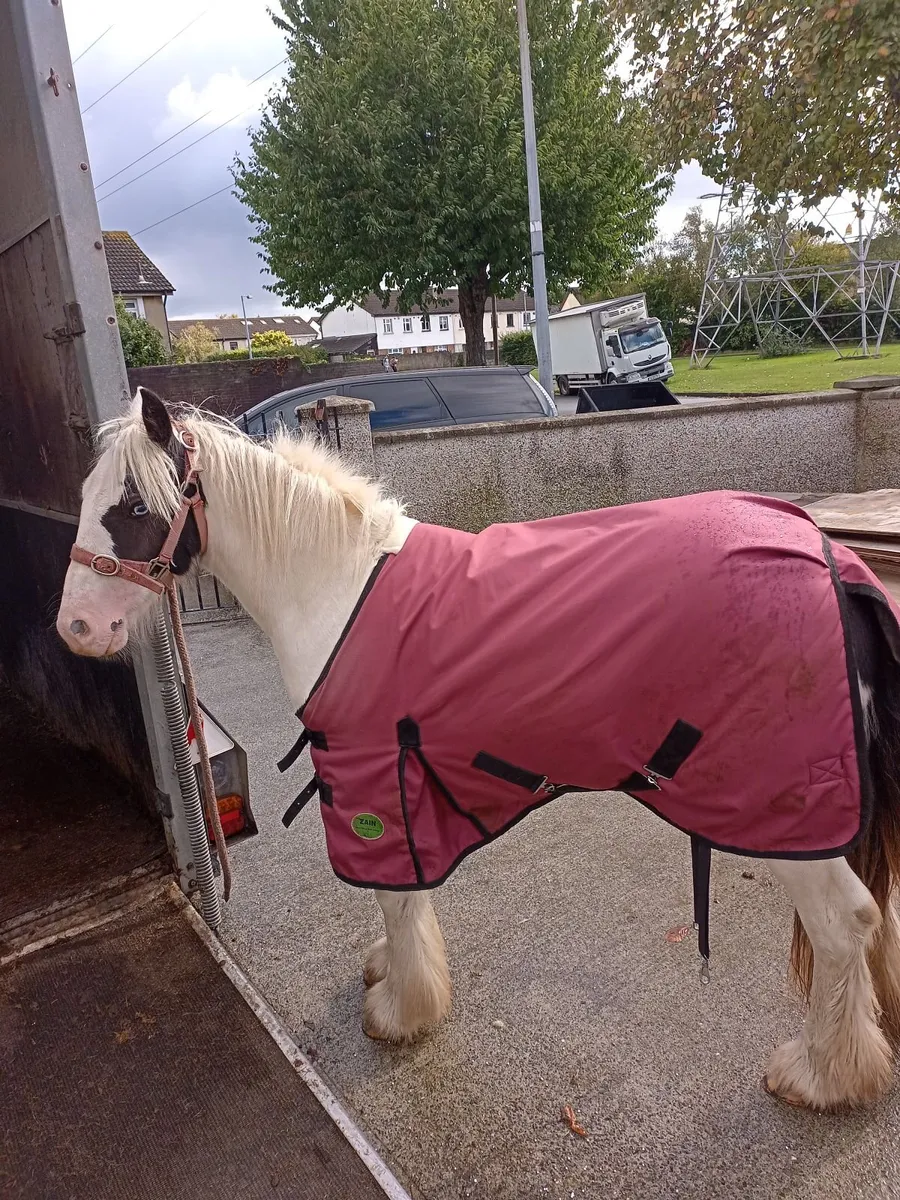 Horse - Image 3