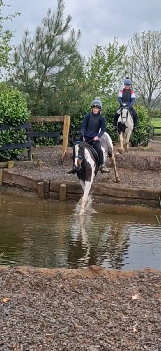 15.1 skewbald mare - Image 3