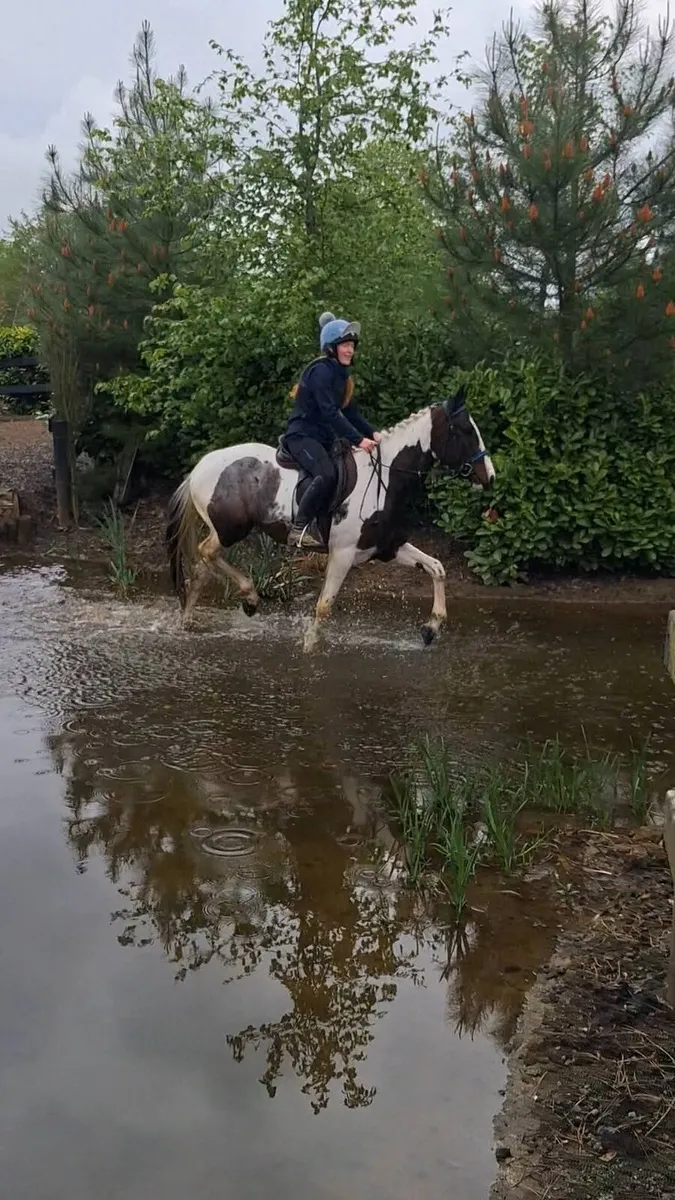 15.1 skewbald mare - Image 4