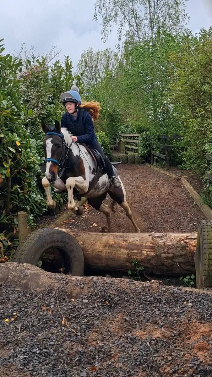15.1 skewbald mare - Image 1