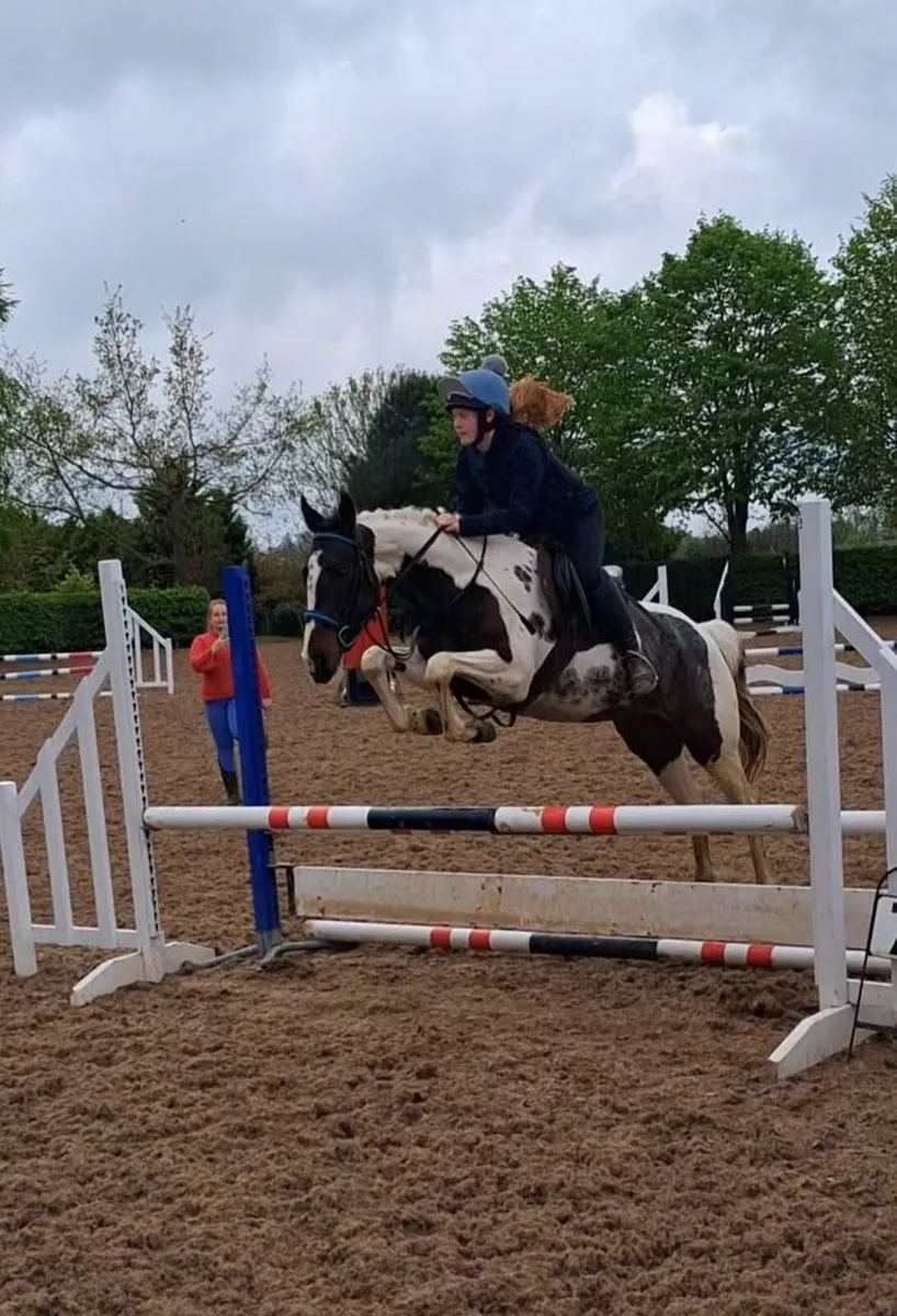 15.1 skewbald mare - Image 2
