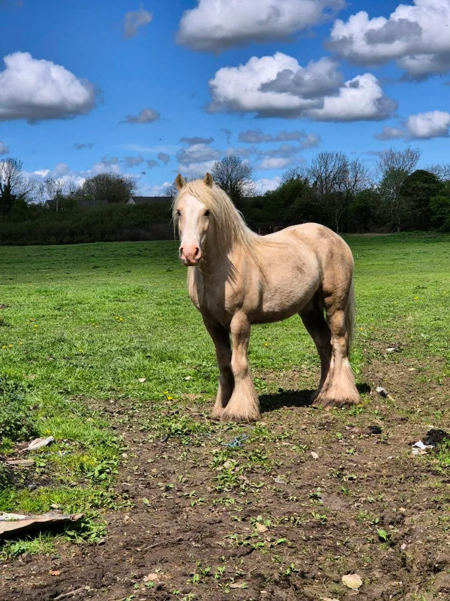 Palomino Stallion - Image 1