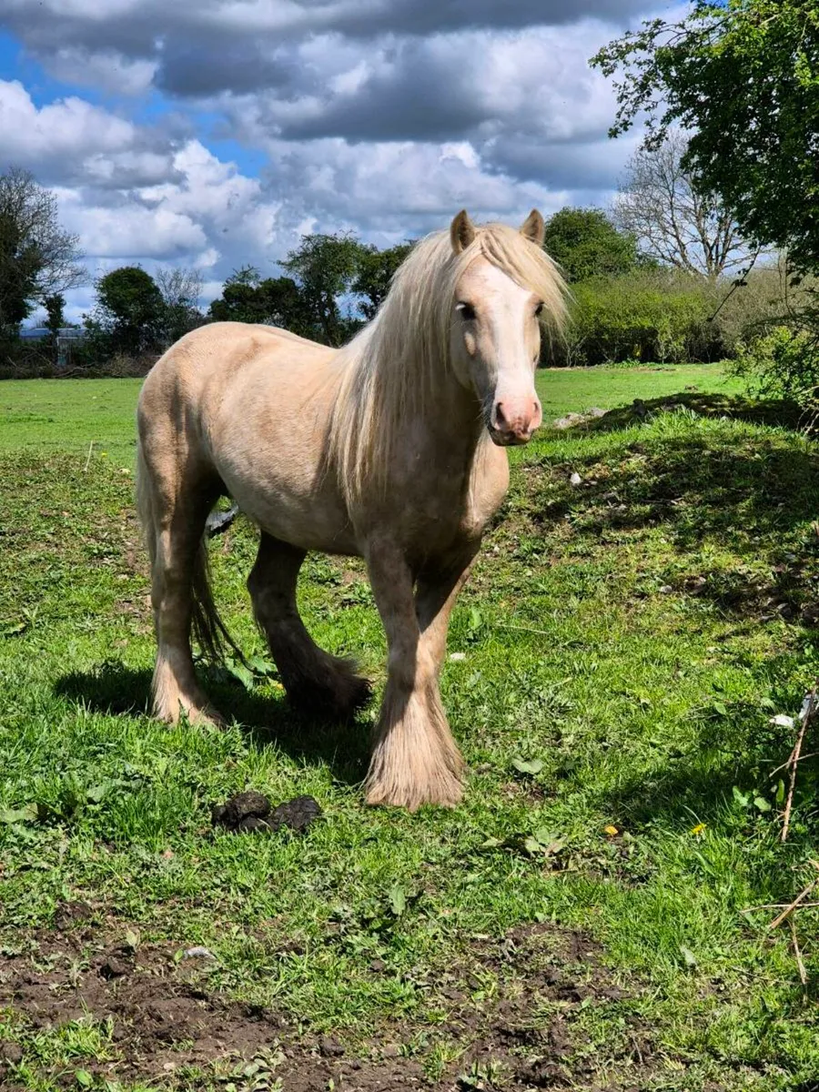 Palomino Stallion - Image 2