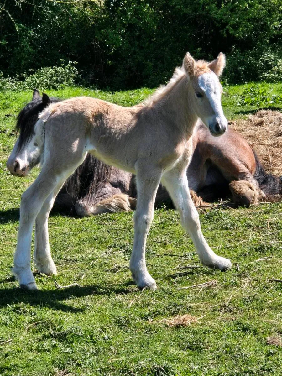 Palomino Stallion - Image 3