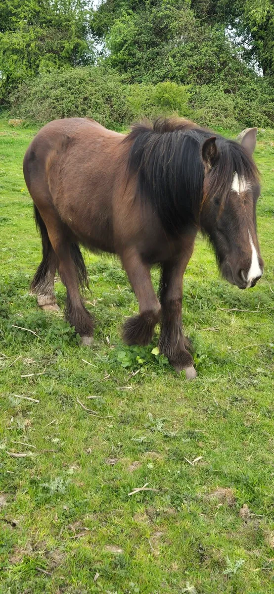 Pony - Image 1