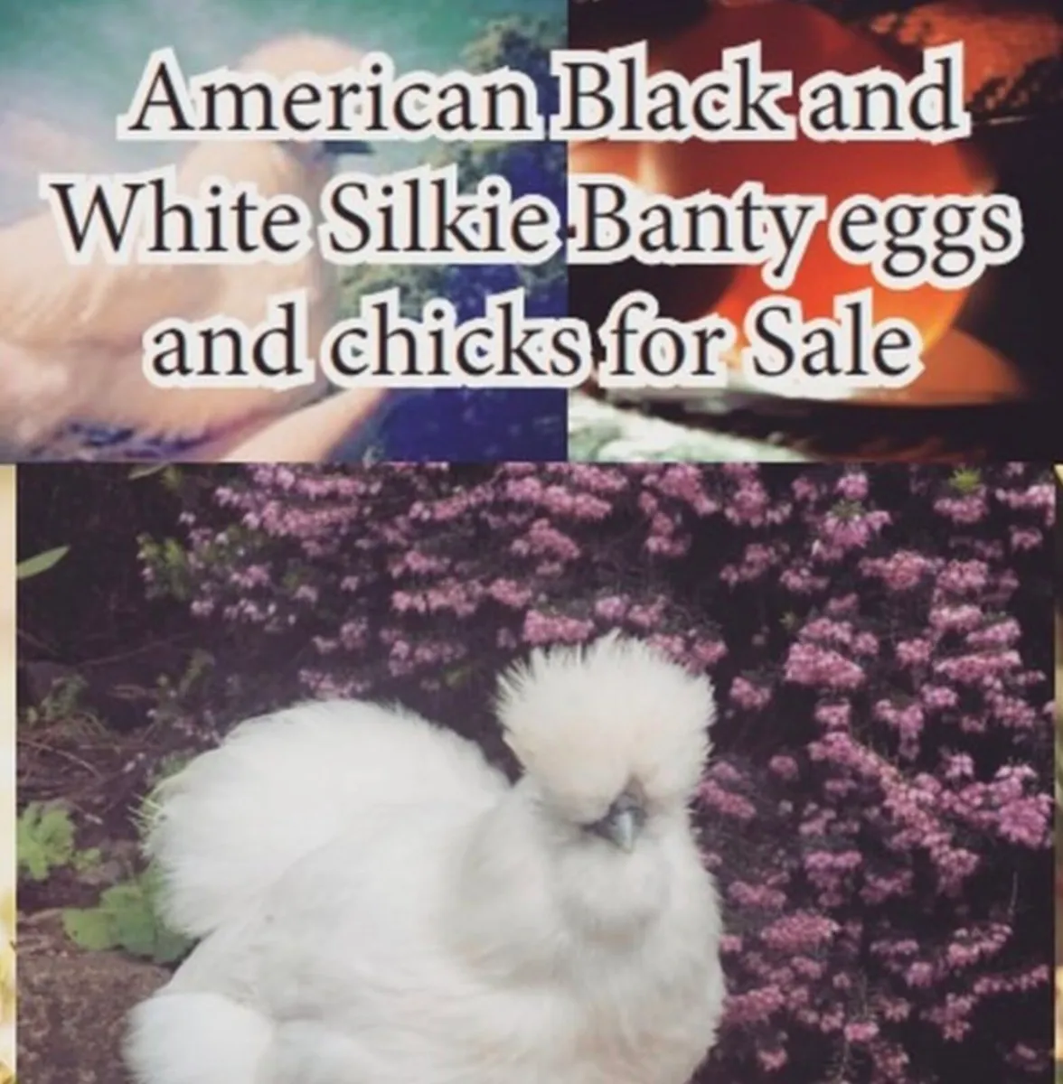 White, American black and mixed Silkie Bantam Eggs - Image 2