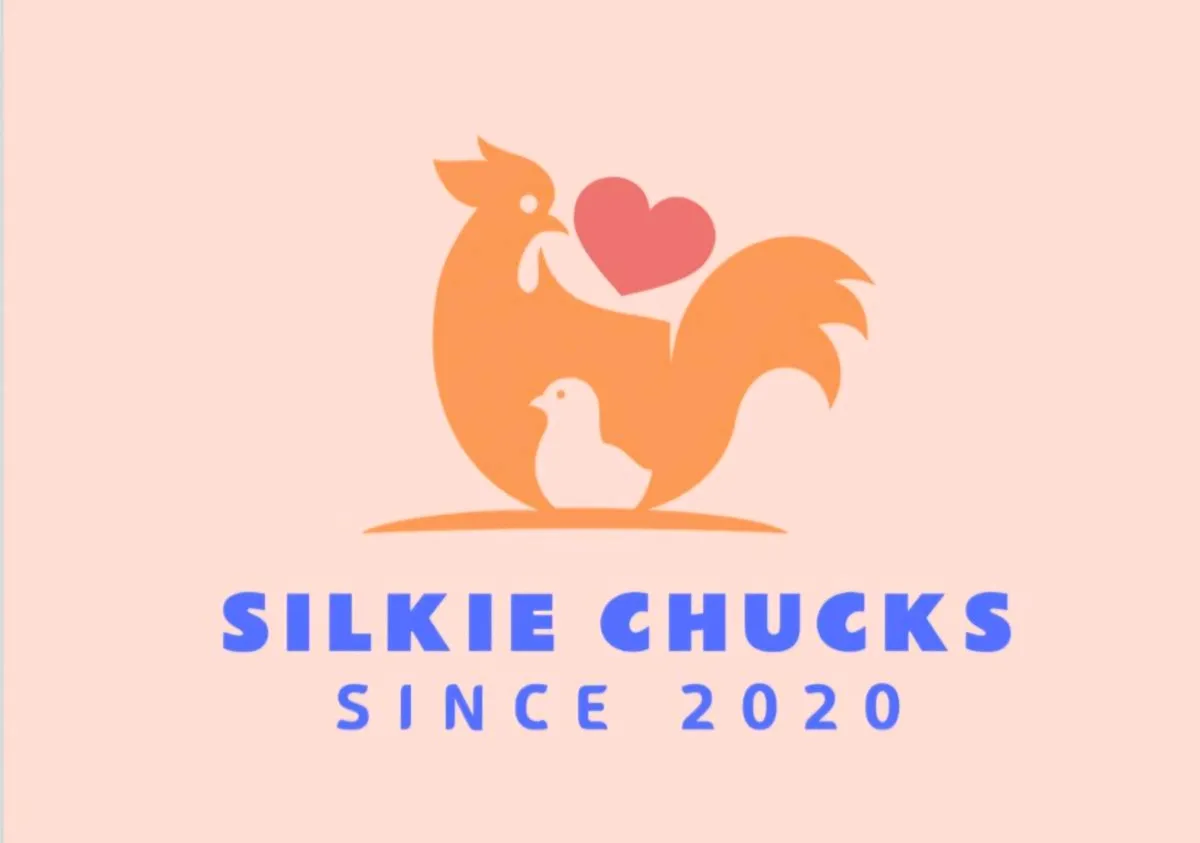 White, American black and mixed Silkie Bantam Eggs - Image 1