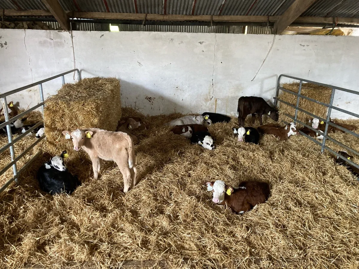 Calves - Image 1