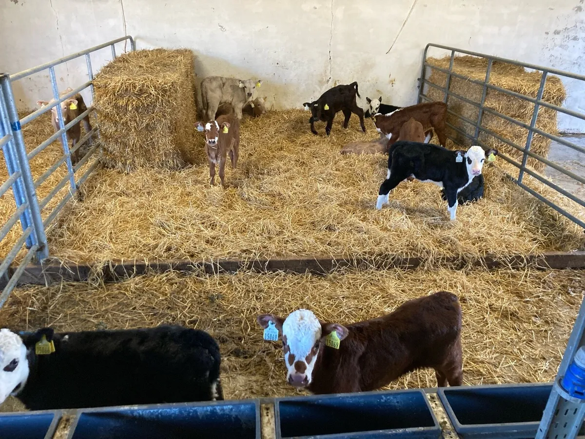 Calves - Image 2
