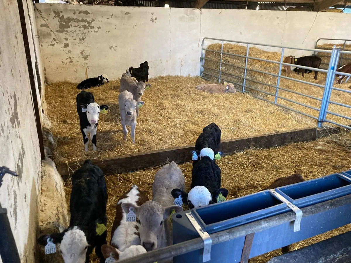 Calves - Image 3