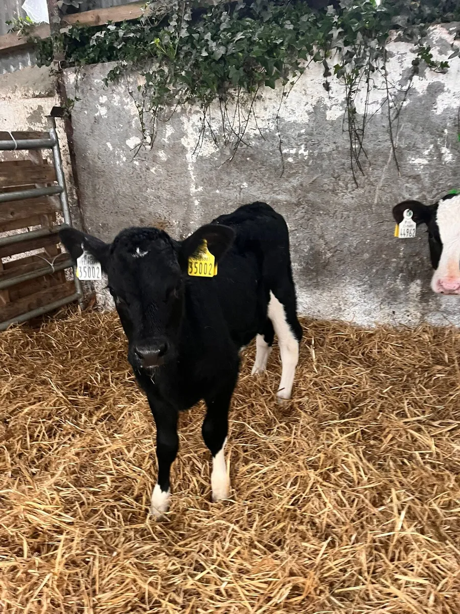 High Ebi Fresian heifer calves (Carlow Mart) - Image 1