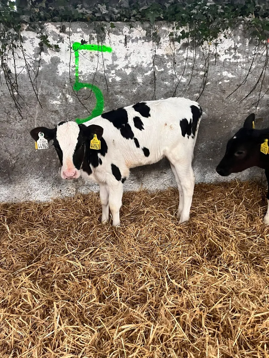 High Ebi Fresian heifer calves (Carlow Mart) - Image 2