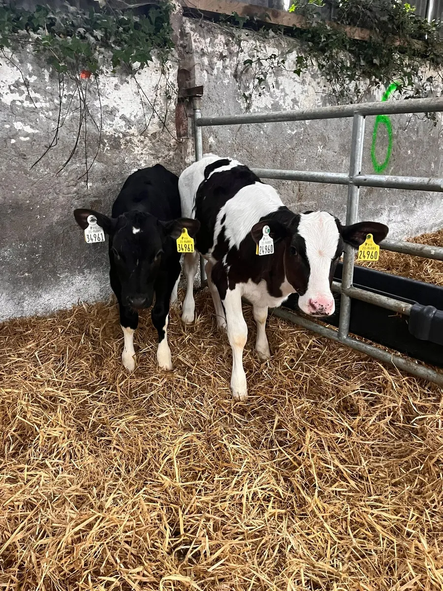 High Ebi Fresian heifer calves (Carlow Mart) - Image 3