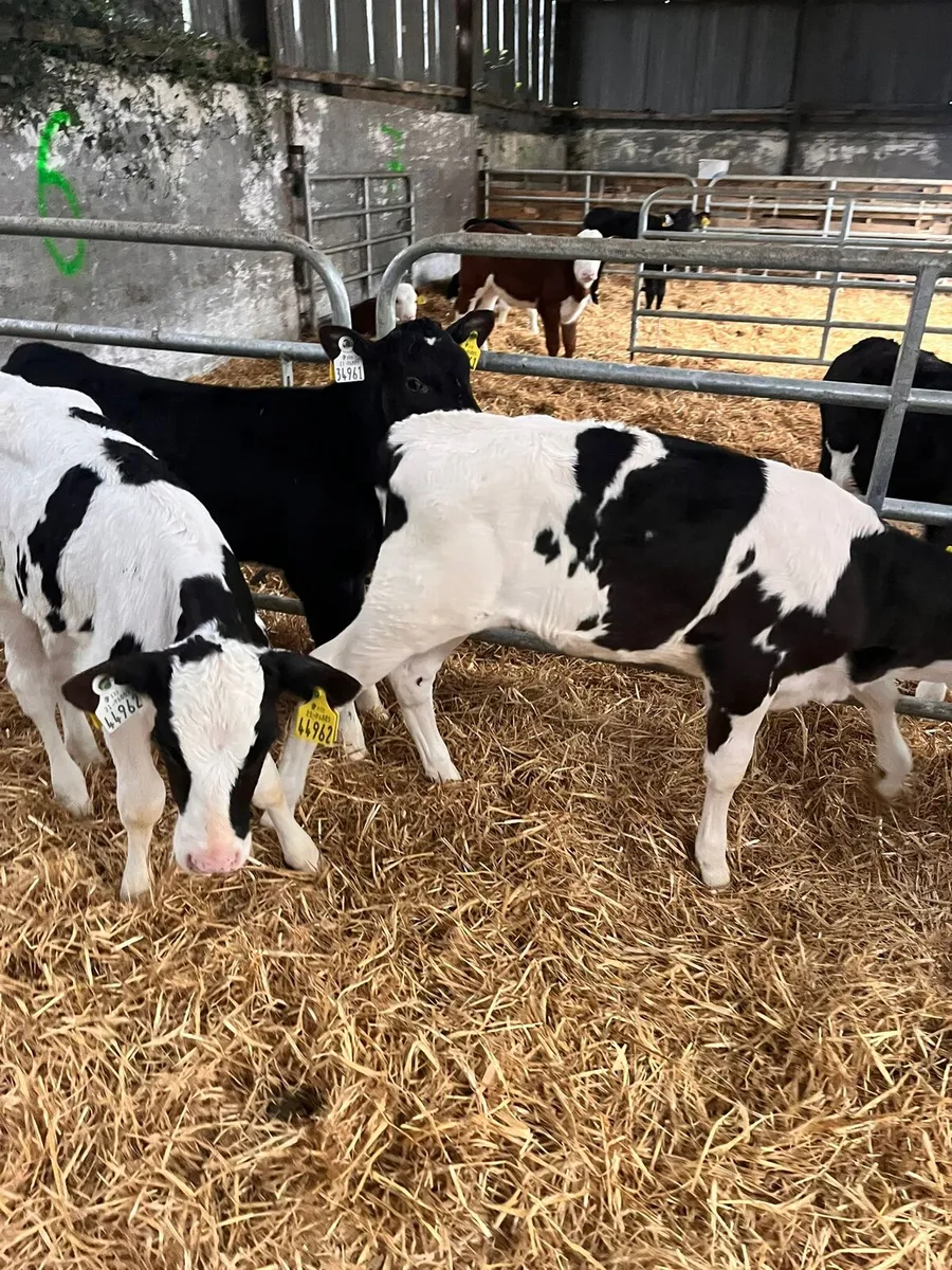 High Ebi Fresian heifer calves (Carlow Mart) - Image 4