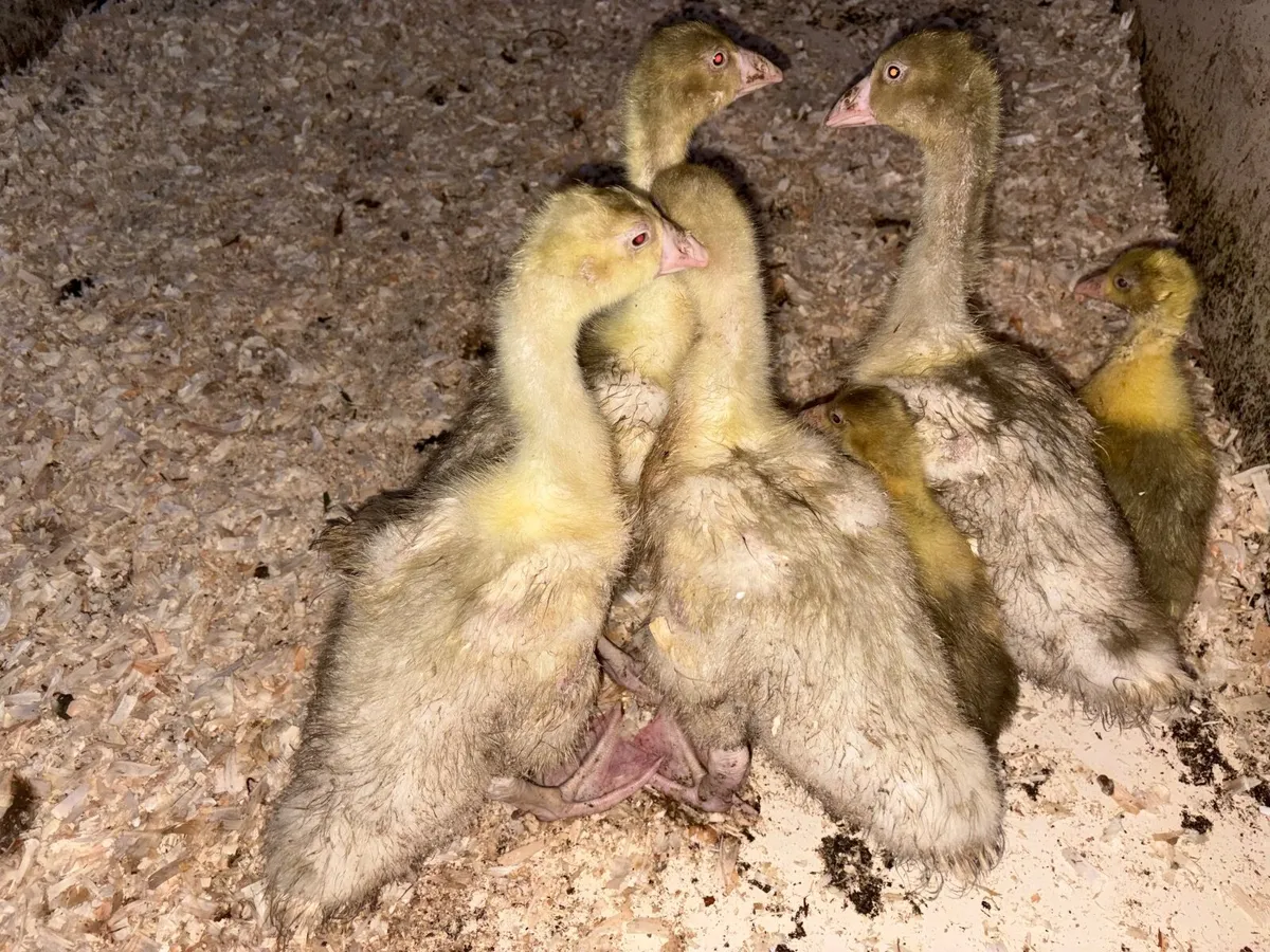 Goslings - Image 2