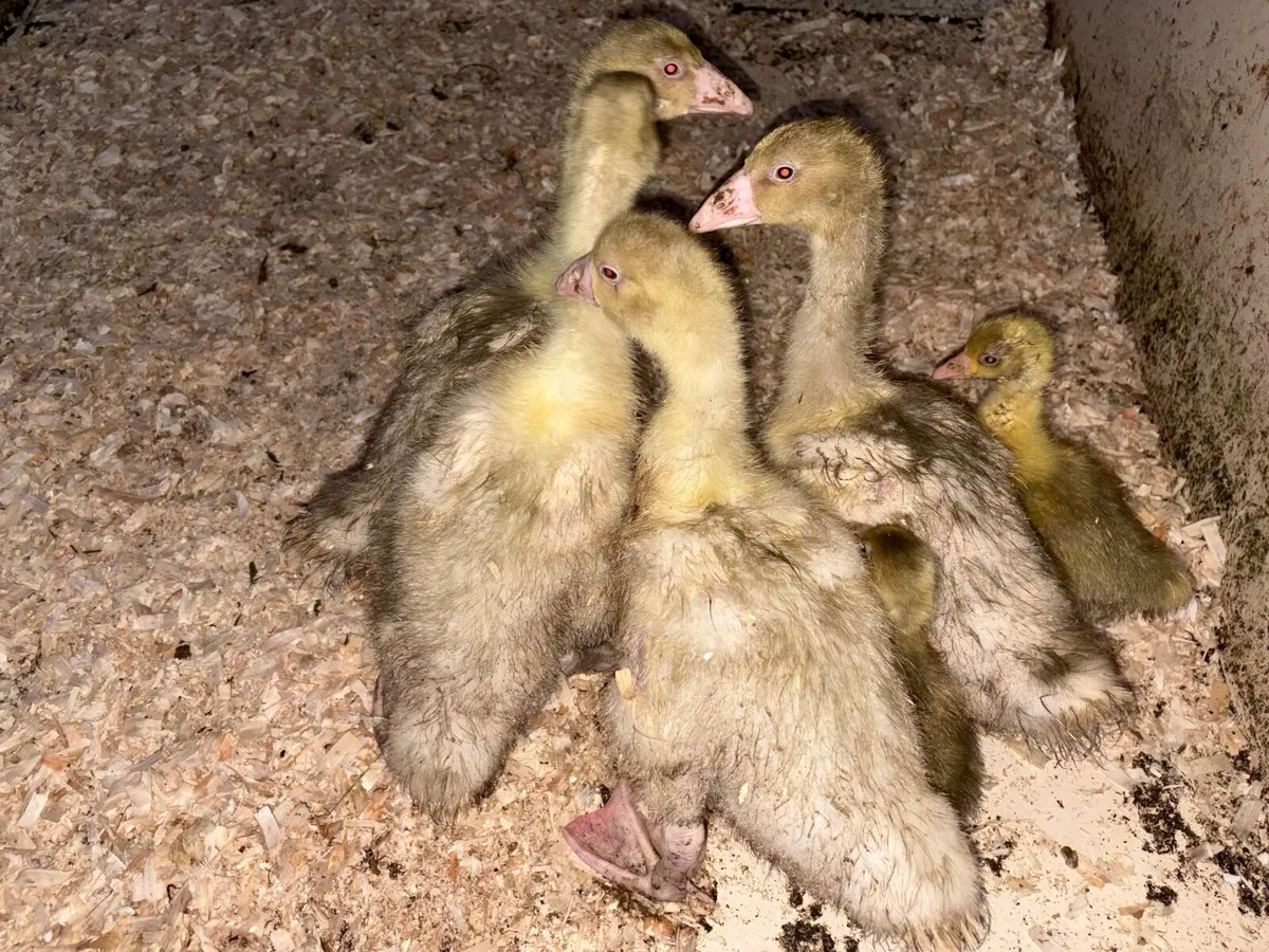 Goslings - Image 3