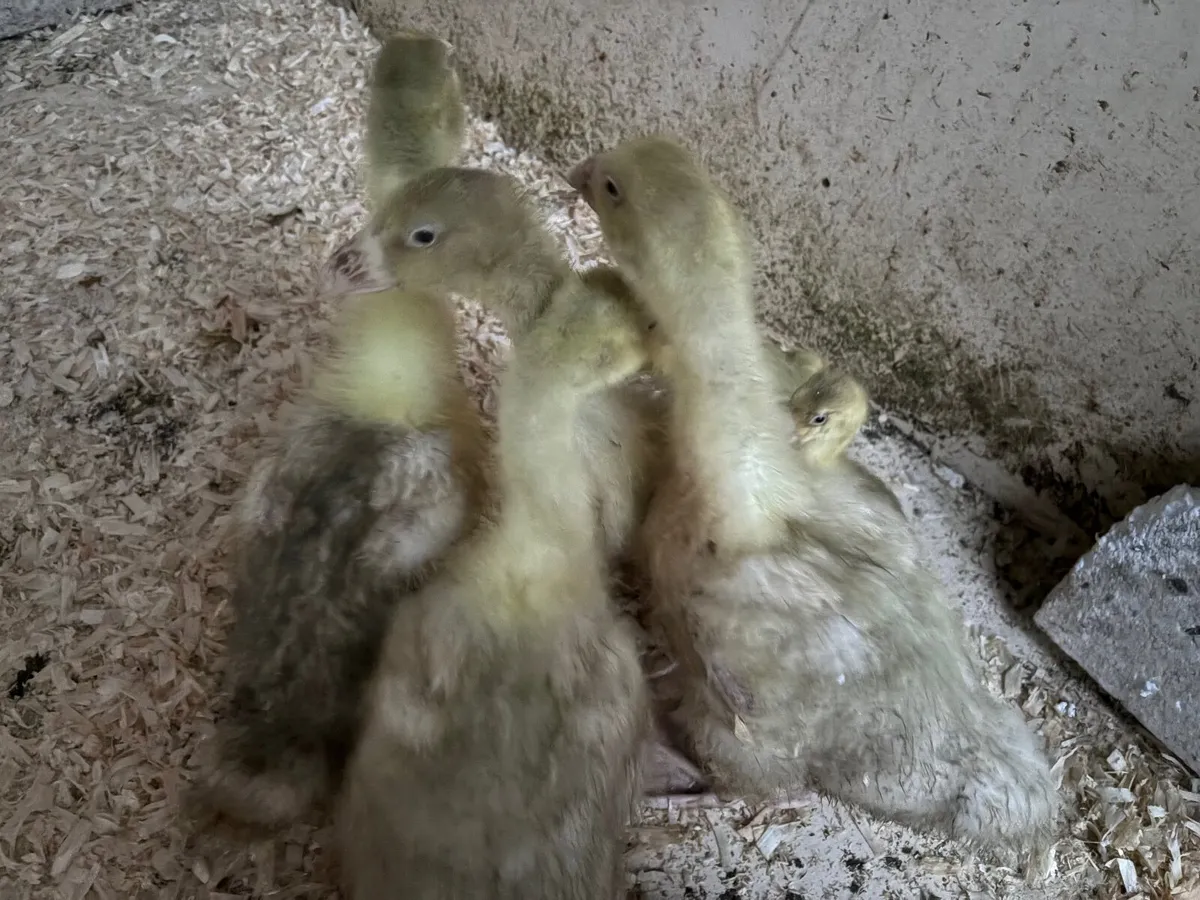 Goslings - Image 4