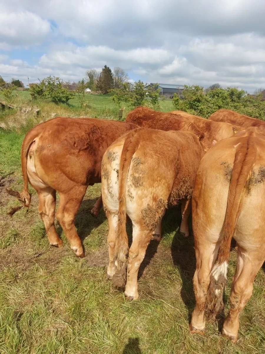 Limousine Heifers for sale - Image 1