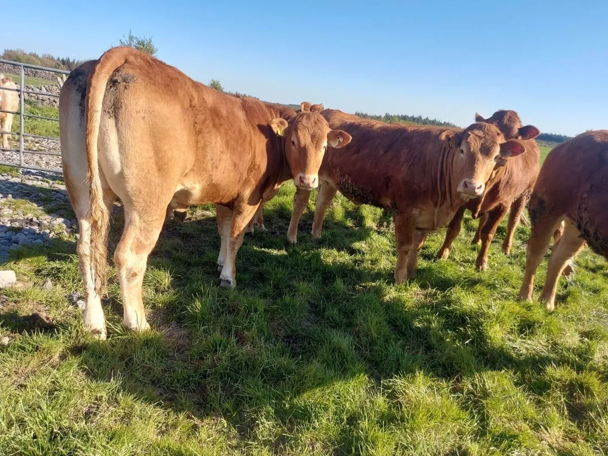 Limousine Heifers for sale - Image 2