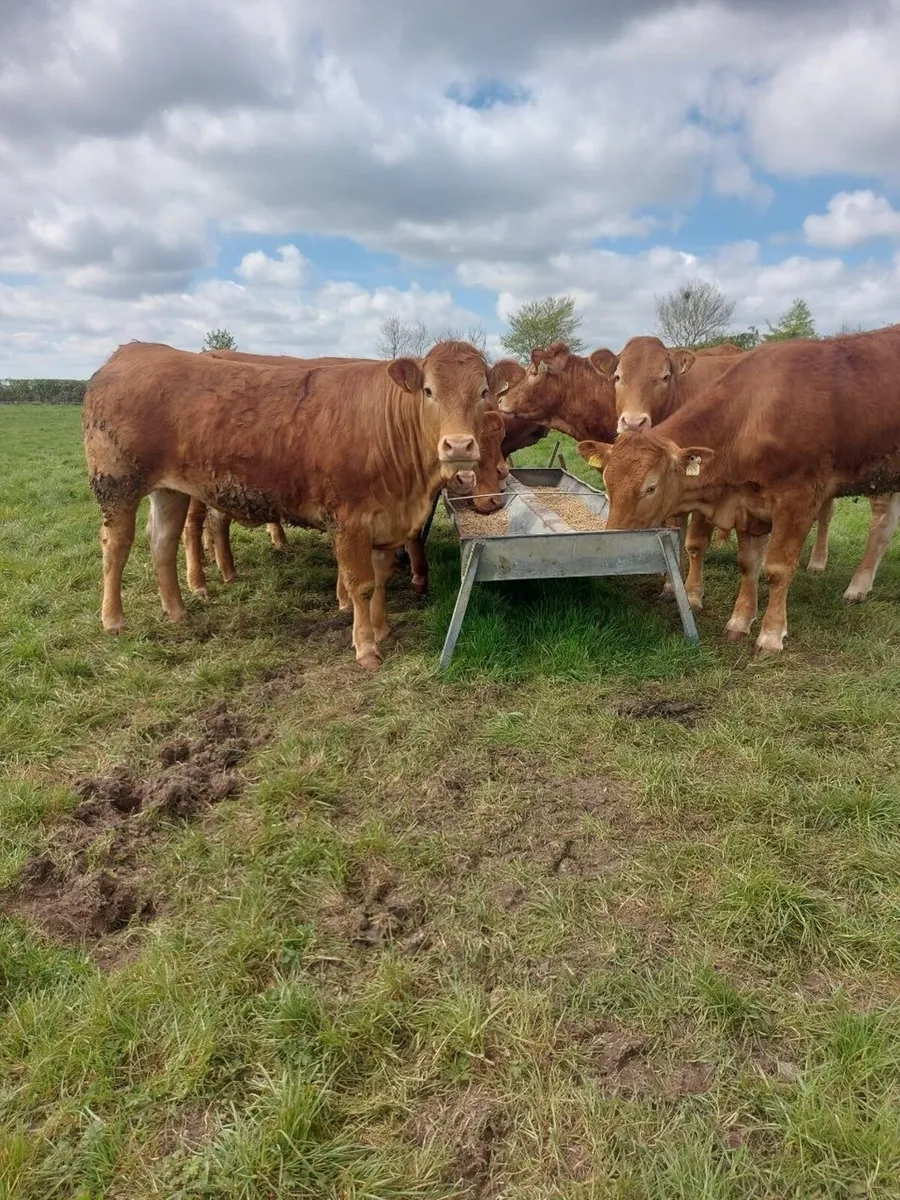 Limousine Heifers for sale - Image 3