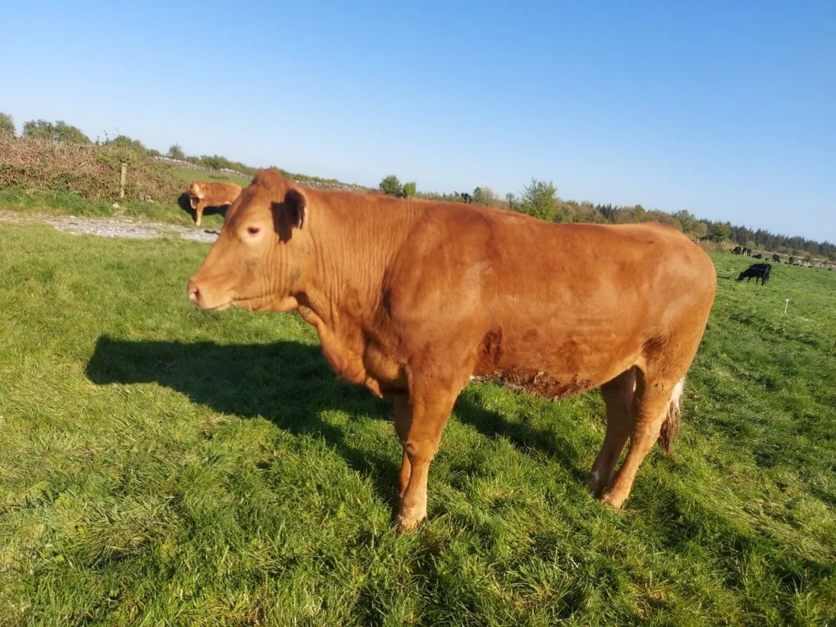 Limousine Heifers for sale - Image 4