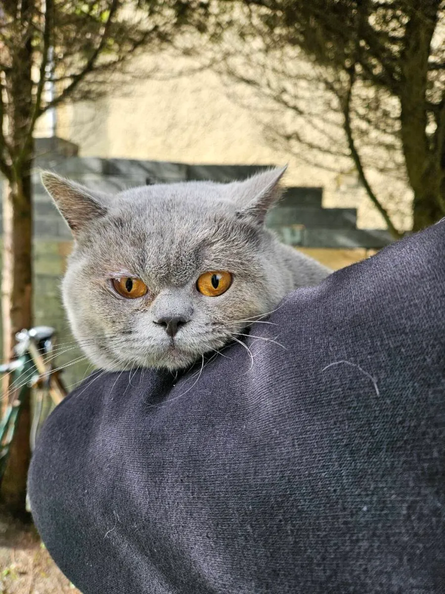 British blue male - Image 2