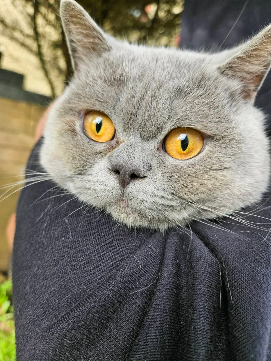 British blue male - Image 1