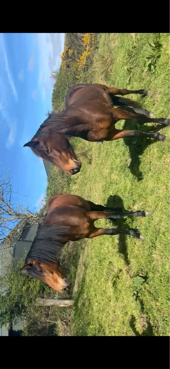 Horse - Image 1