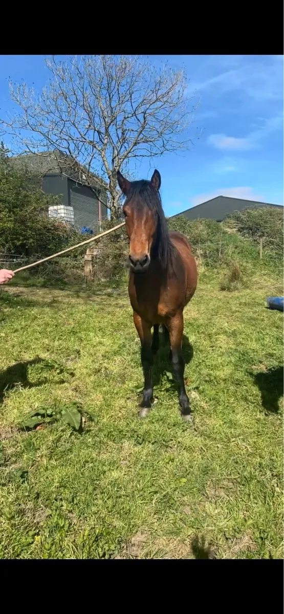 Horse - Image 2