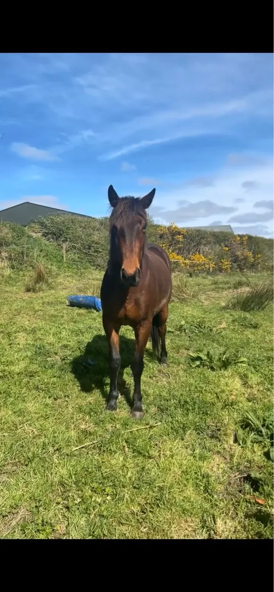 Horse - Image 3