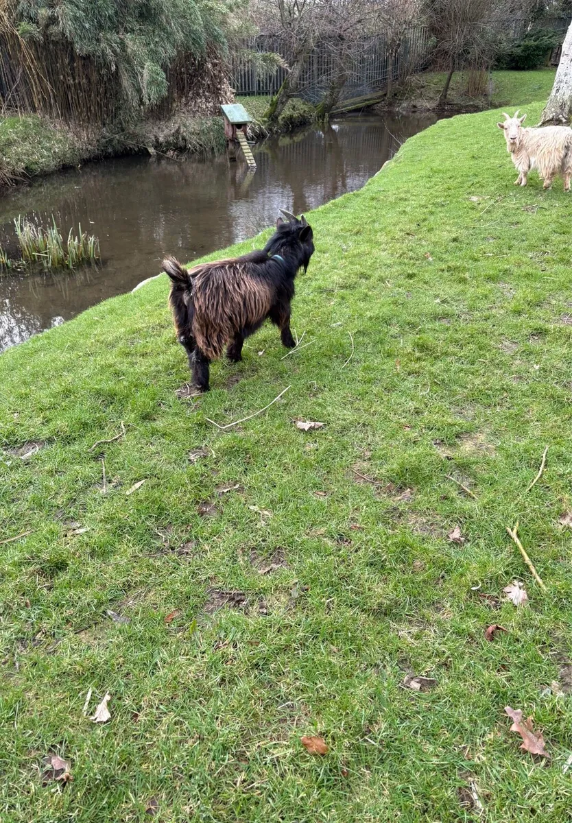 Pygmy Goats - Image 1