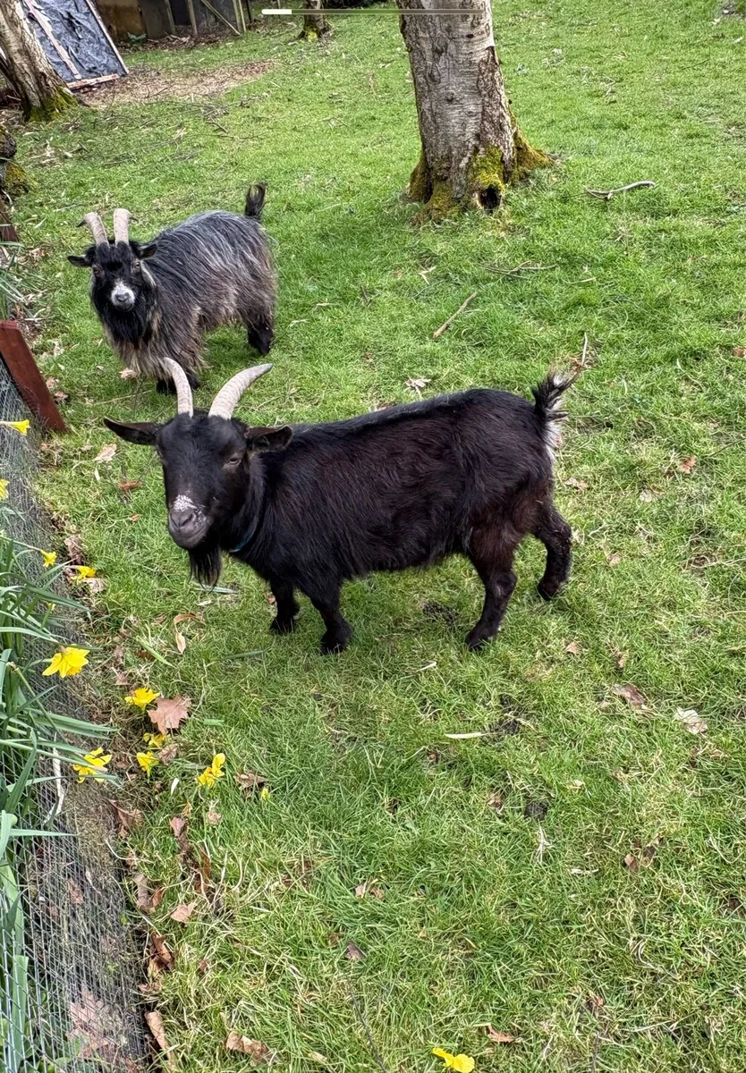 Pygmy Goats - Image 4