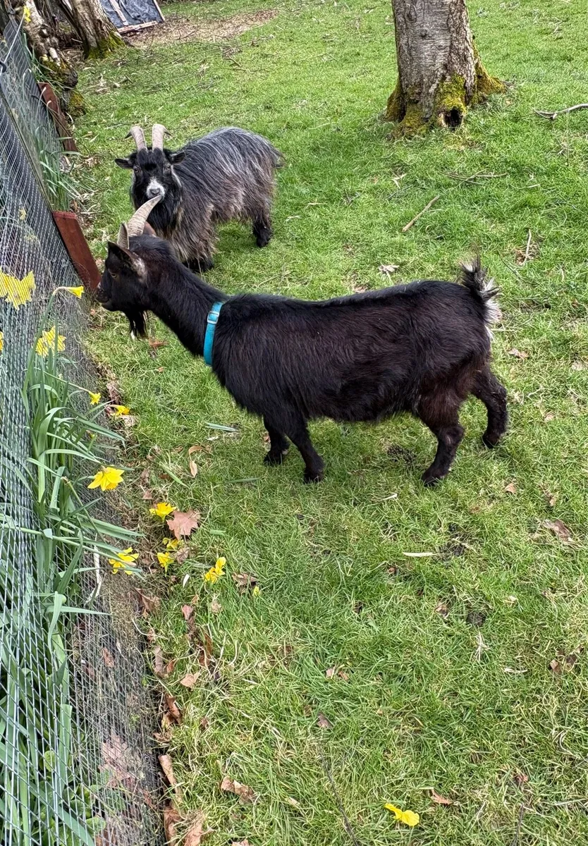 Pygmy Goats - Image 3