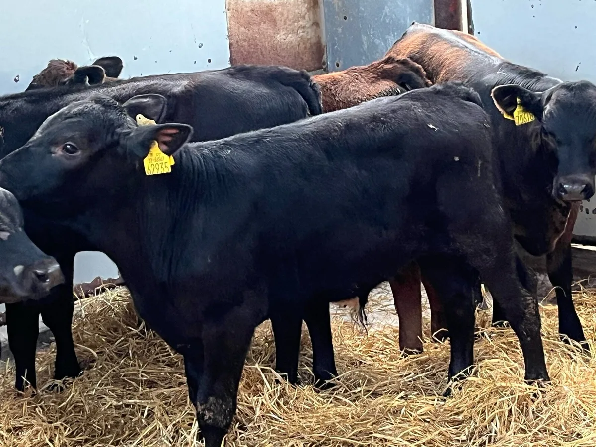 Reared Calves & Runners - Image 4