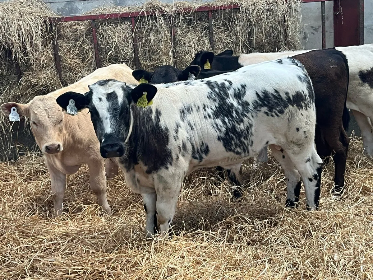 Reared Calves & Runners - Image 2