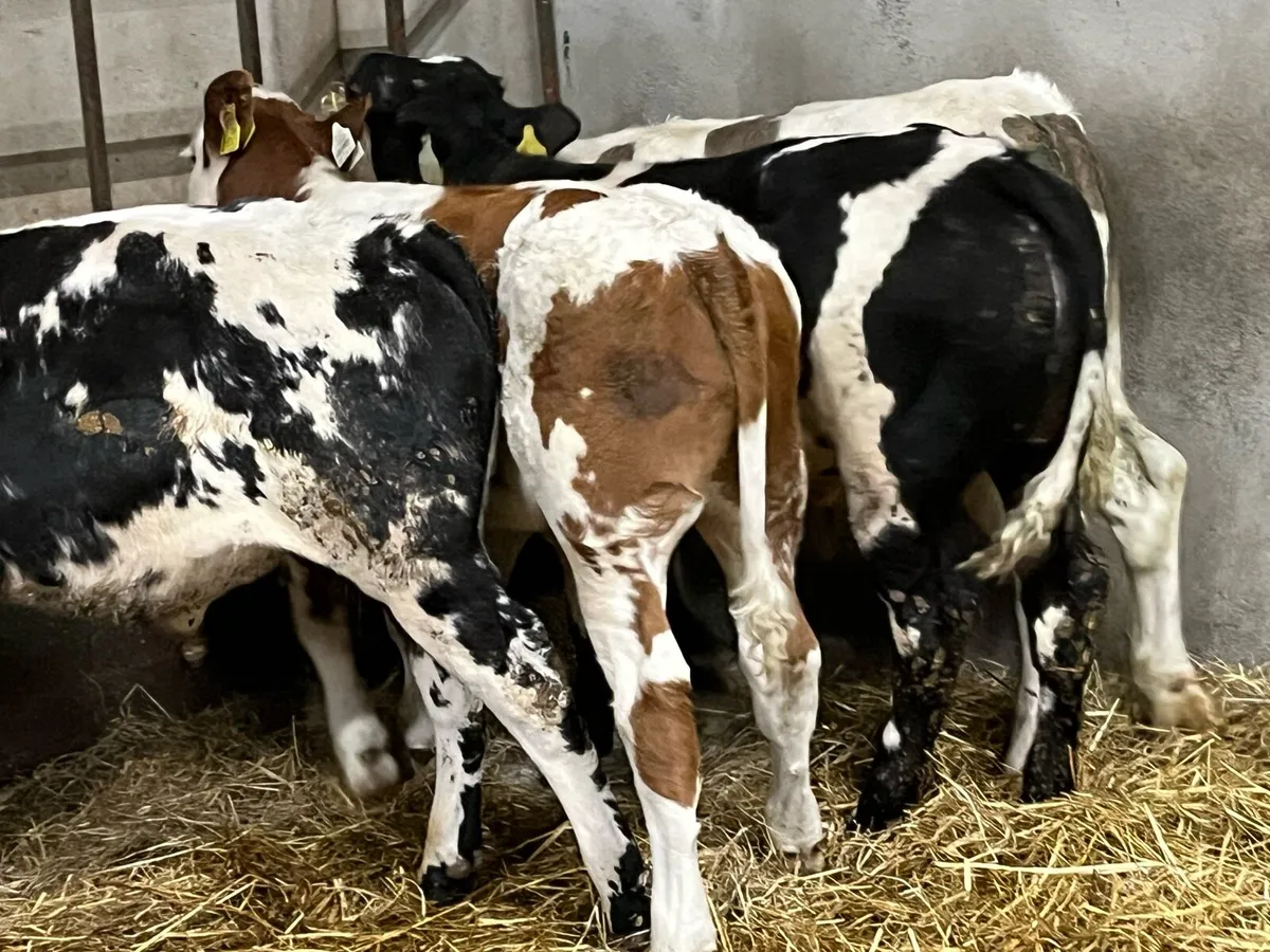 Reared Calves & Runners - Image 4
