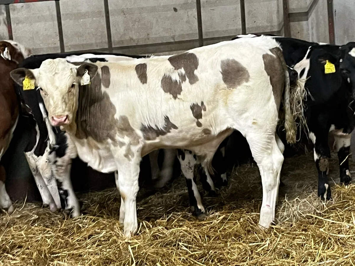 Reared Calves & Runners - Image 1